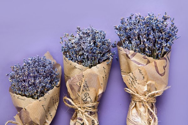 Засушенные цветы