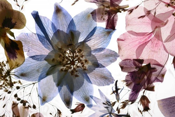 Засушенные цветы