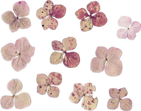 Осеннее Вдохновение