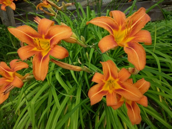 Лилейник гибридный Бандолеро