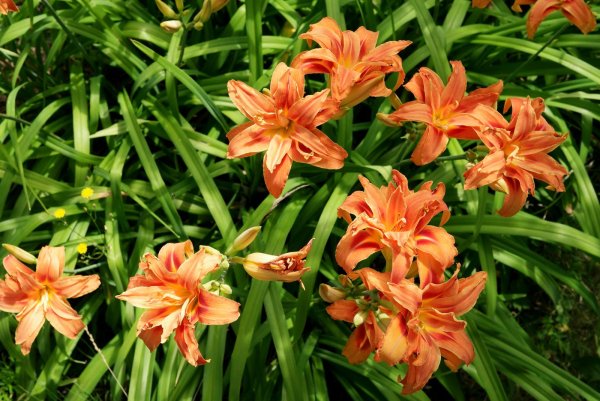 Лилейник Фульва Квансо