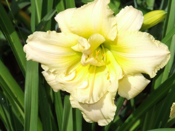 Лилейник Ганди