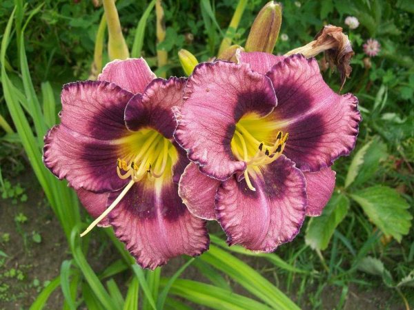 Лилейник Фортоген дримс