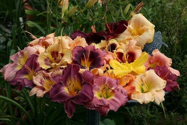 Лилейник сикс Сенс