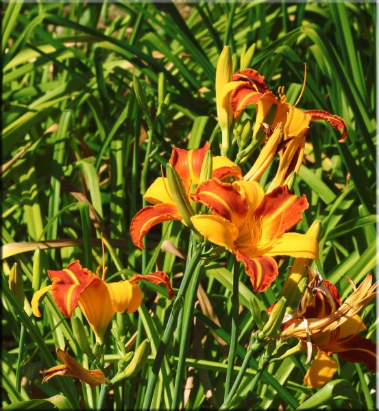 Лилейник гибридный Каррик Уилдон