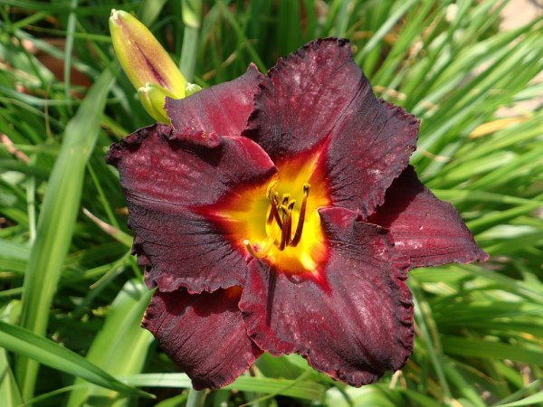 Лилейник Блэк Стокингс