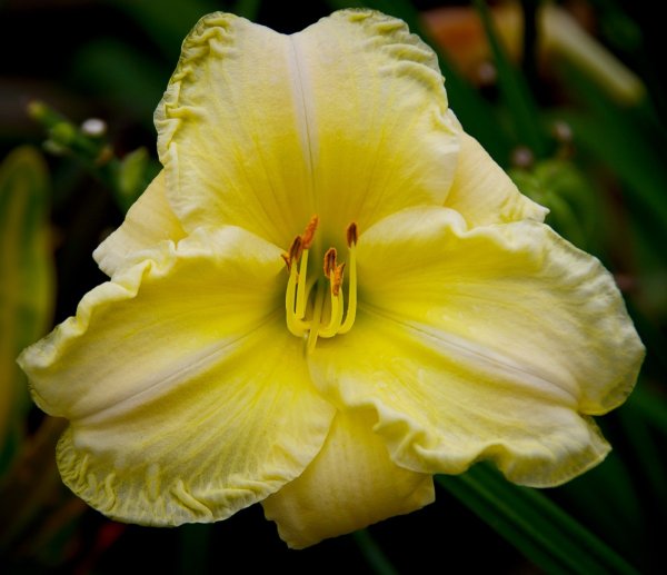 Лилейник Hemerocallis Yellow