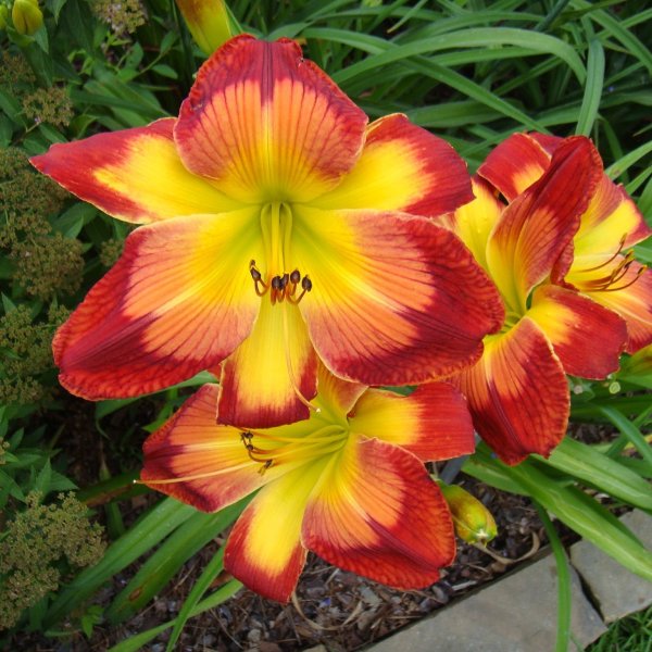 Лилейник Кинг Джордж