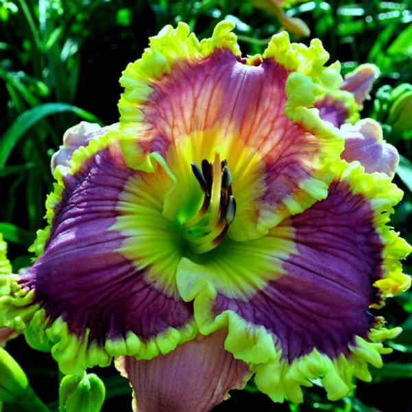 Лилейник Sonya Starchak