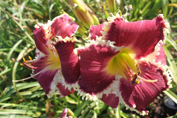 Лилейник Каррик Уилдон