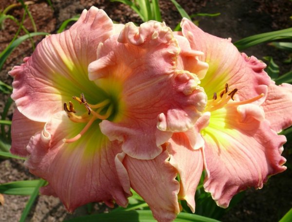 Лилейник Double Orange