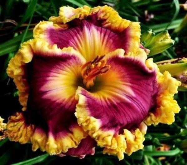 Лилейник Кастл рок