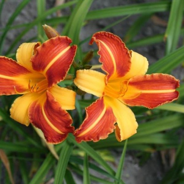 Лилейник хемерокаллис