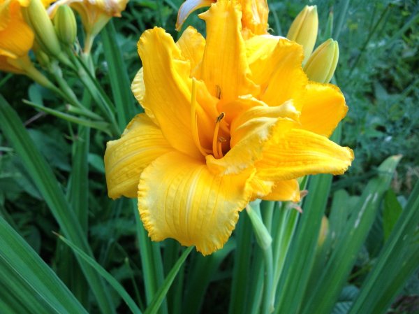 Лилейник красоднев