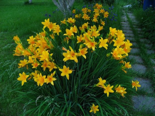 Лилейник ранний желтый Миддендорфа