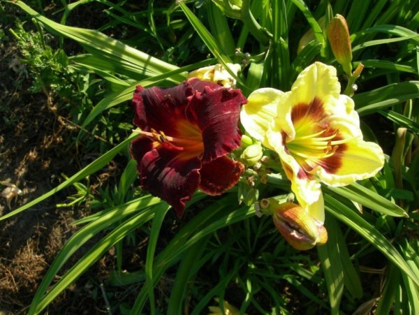 Лилейник с анютиными глазками