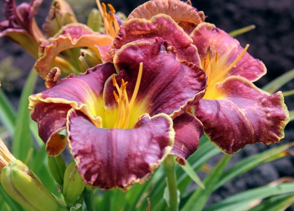 Лилейник Mildred Mitchell