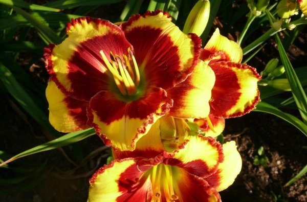 Лилейник Франс Хальс