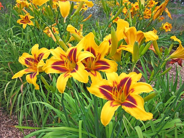 Лилейник гибридный Бонанза