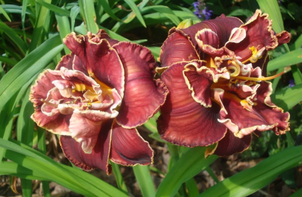 Лилейник гибридный Ганди