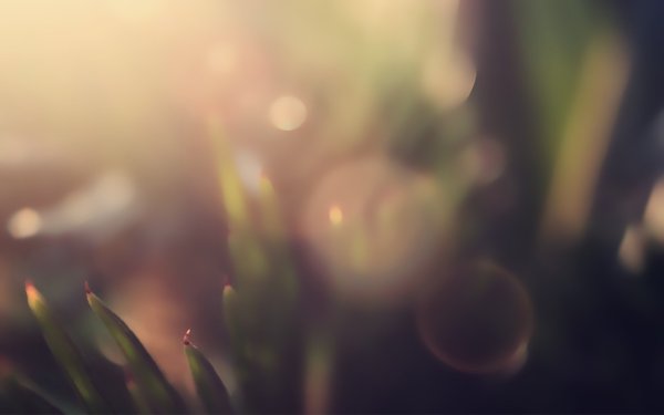 Природа светлая