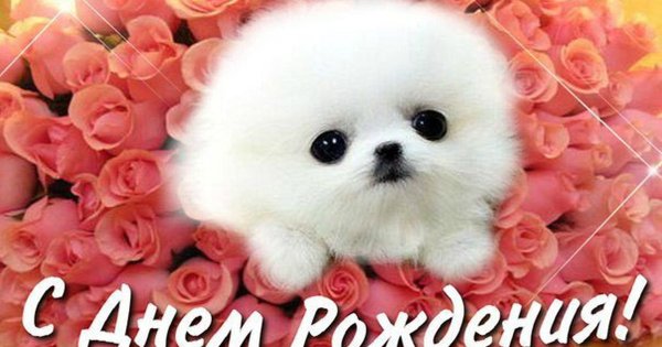 Открытки с днём рождения с животными