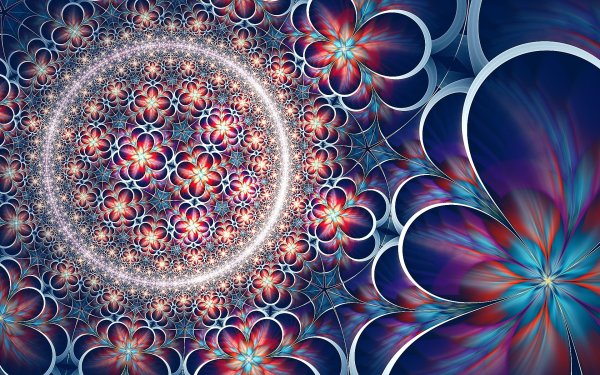 Цветок Сильвия Кордедда