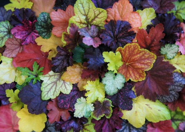 Вилоза гейхера