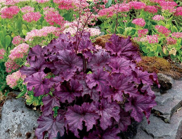 Гейхера гибридная Amethyst Myst