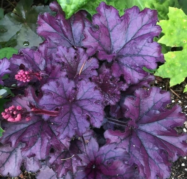 Гейхера гибридная Forever Purple