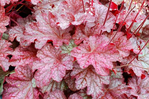 Гейхера амберосус