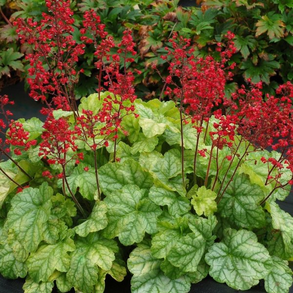 Гейхера Токио