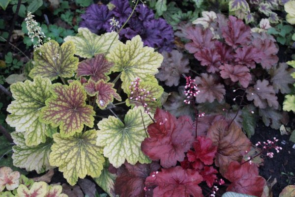Гейхера гибридная (сорт 'Fire Chief