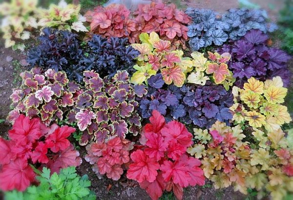 Гейхера цветок многолетник