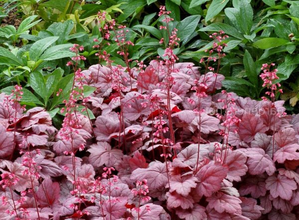 Гейхера кроваво-красная коралл Форест