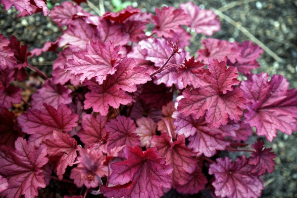 Гейхера гибридная grape Soda