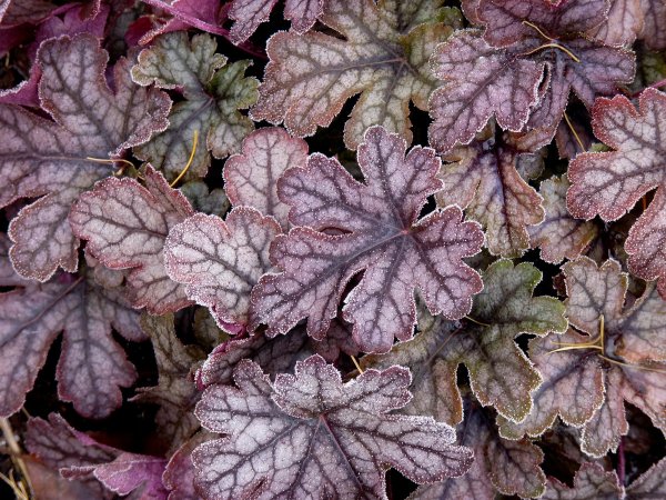 Гейхера галакси