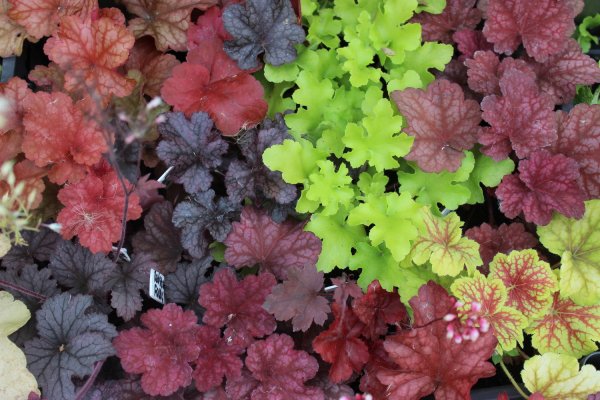 Гейхера (Heuchera)