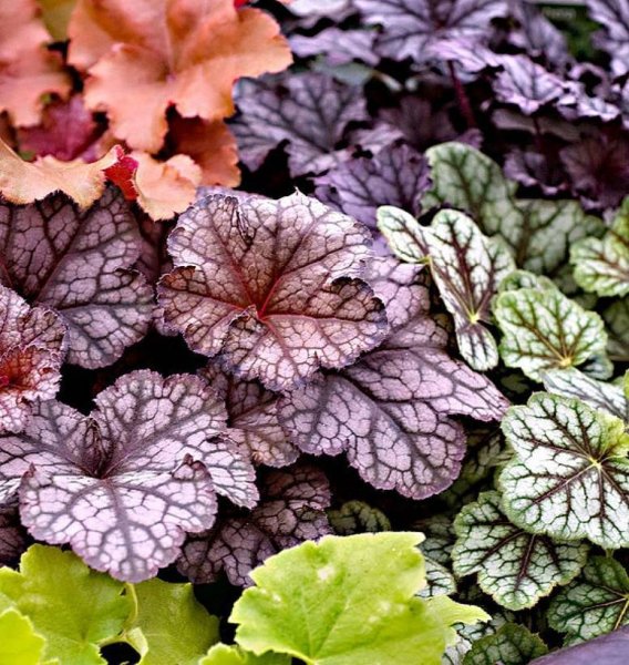 Гейхера карминно-красная