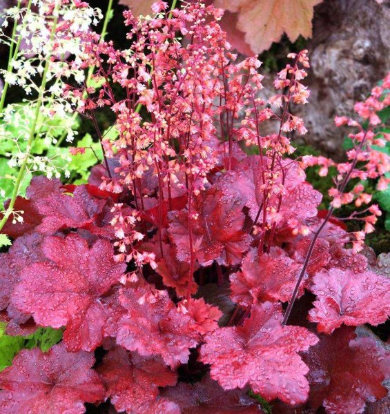 Гейхера гибридная высота