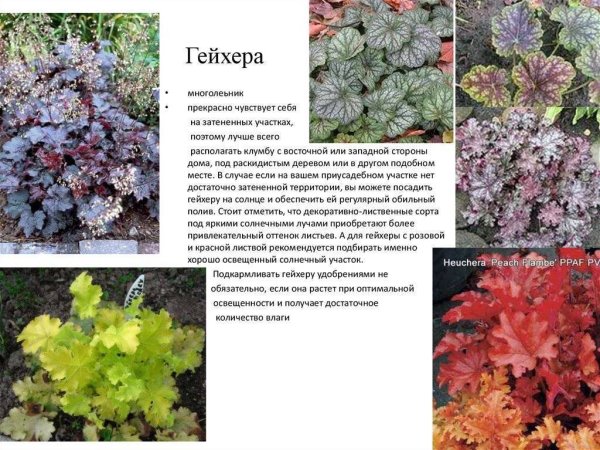 Гейхера Дельта даун