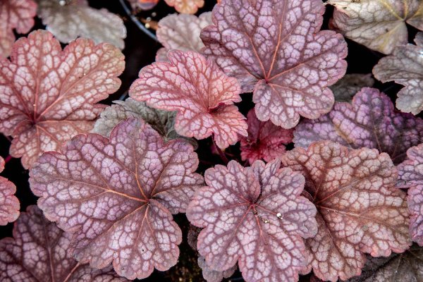 Гейхера бронз Вейв