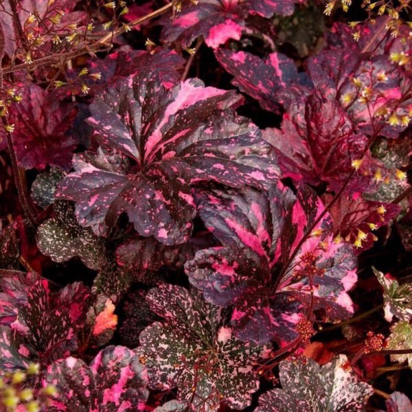 Гейхера Регина