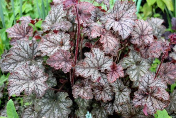 Гейхера Malachite