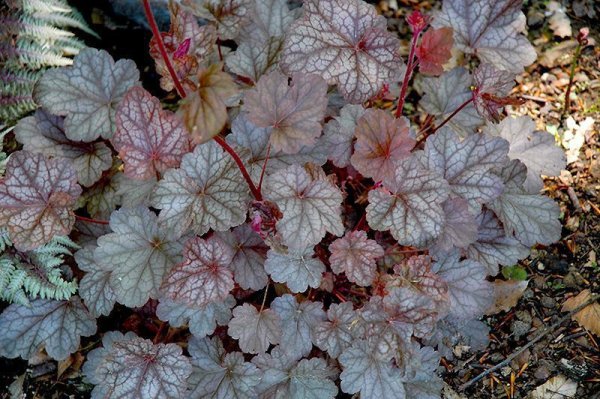 Гейхера Heuchera Frost