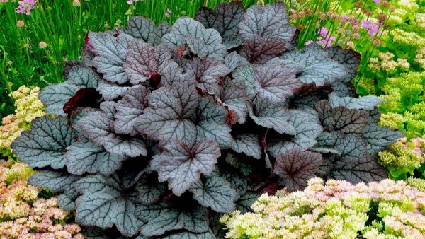 Гейхера Electra