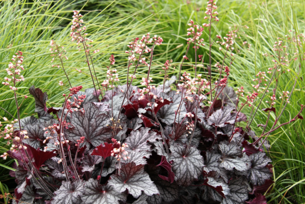 Гейхера (Heuchera)