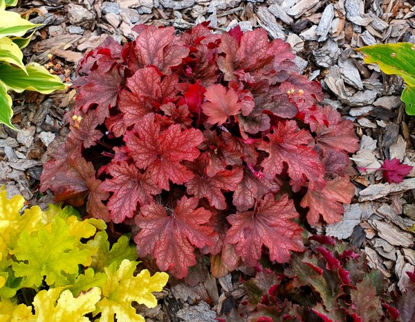 Гейхера Хоста спирея