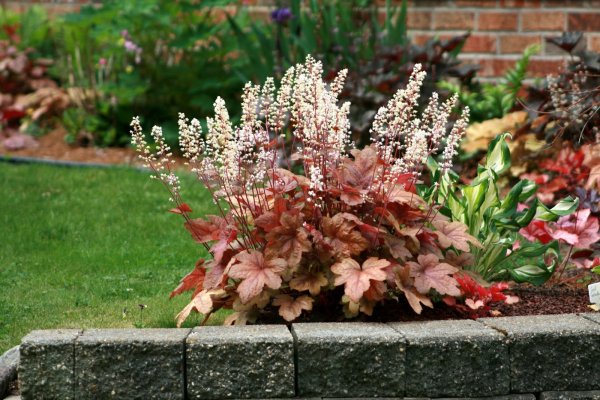 Гейхера Heuchera villosa