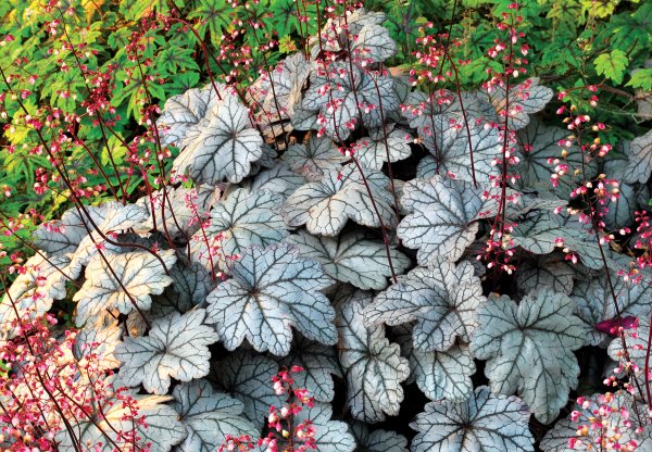 Гейхера sanguinea